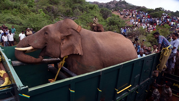 Photo of கோவையில் பயிர்களை நாசம் செய்து 4 பேரை கொன்ற யானை பிடிபட்டது.