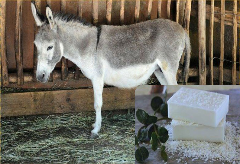 Photo of கழுதைப்பால் குளியல் சோப்பு – விலை விவரம்!