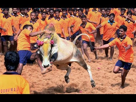 Photo of அவனியாபுரத்தில் ஜல்லிக்கட்டு நடத்துவதில் உறுப்பினர் குழுவை நீதிமன்றமே அமைக்கும் – மதுரை உயர்நீதிமன்றம்