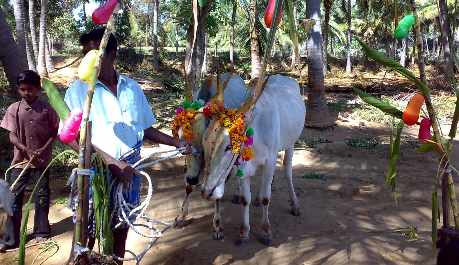 Photo of தமிழகத்தில் இன்று மாட்டுப்பொங்கல் உற்சாக கொண்ட்டாட்டம்!