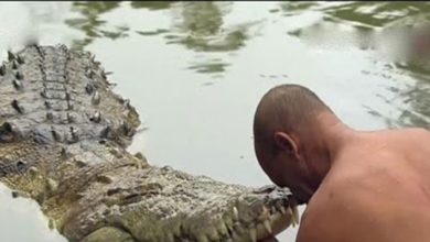 Photo of மீன்களைக்கூட உண்ணாத முதலையை பார்த்ததுண்டா ? 150 வருடங்களாக வாழும் சைவ முதலை