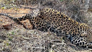 Photo of விவசாய நில கம்பி வேலியில் சிக்கிய சிறுத்தை