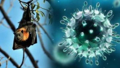 Photo of தமிழகம், கேரளா,  இமாச்சலப் பிரதேசம் ஆகிய மாநிலங்களில் வௌவ்வால்களுக்கு கொரோனா உறுதி