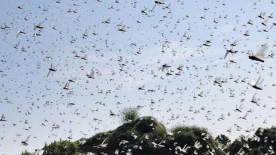 Photo of தமிழகத்தை தாக்குமா வெட்டுக்கிளிகள்..? வேளாண்துறை விளக்கம்!