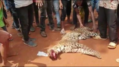 Photo of சிறுத்தைகளை கொன்று குவிக்கும் அசாம் மக்கள்!