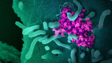 Photo of பெருந்தொற்றாக மாறிவரும் கொரோனா!இன்று ஒரே நாளில் 3713 பேருக்கு தொற்று உறுதி!